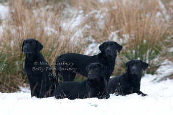 Labrador photography by Betty Fold Gallery